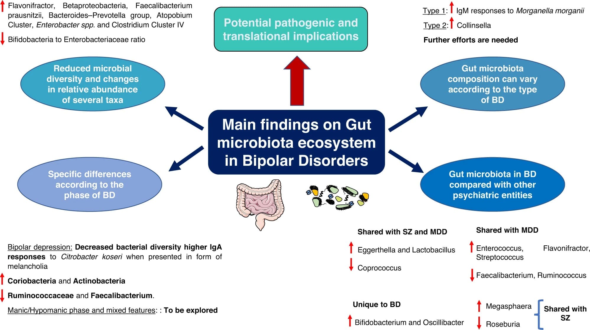 尚不清楚：肠道——大脑轴在双相中的作用机制：由于研究样本量小，疗效仍需更多临床试验验证。