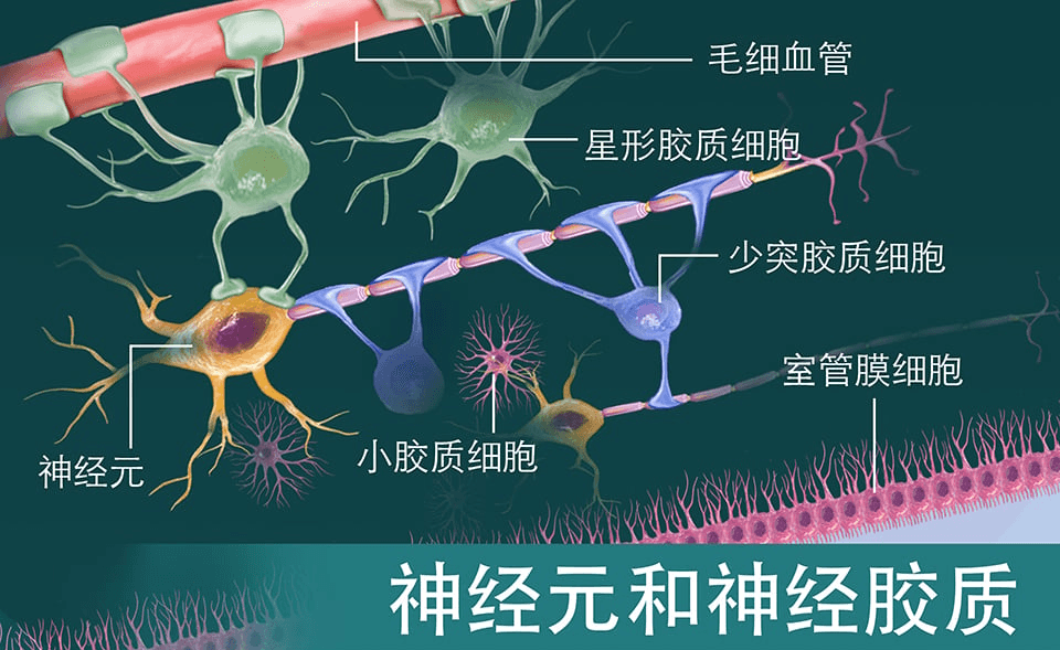 神经修复研究进展综述：神经元再生与突触可塑性
