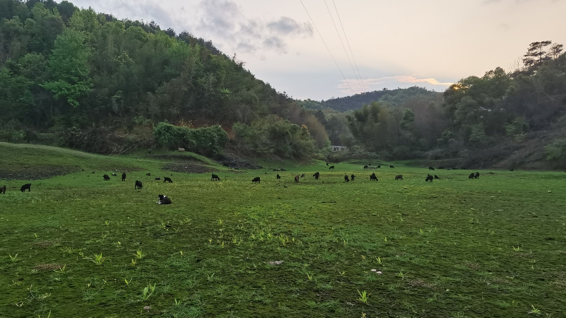 生态放养黑山羊