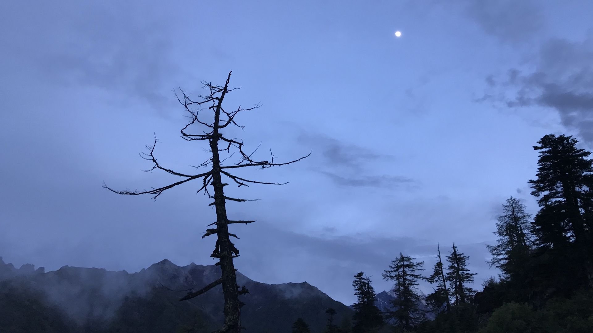 稻城亚丁枯树与月光