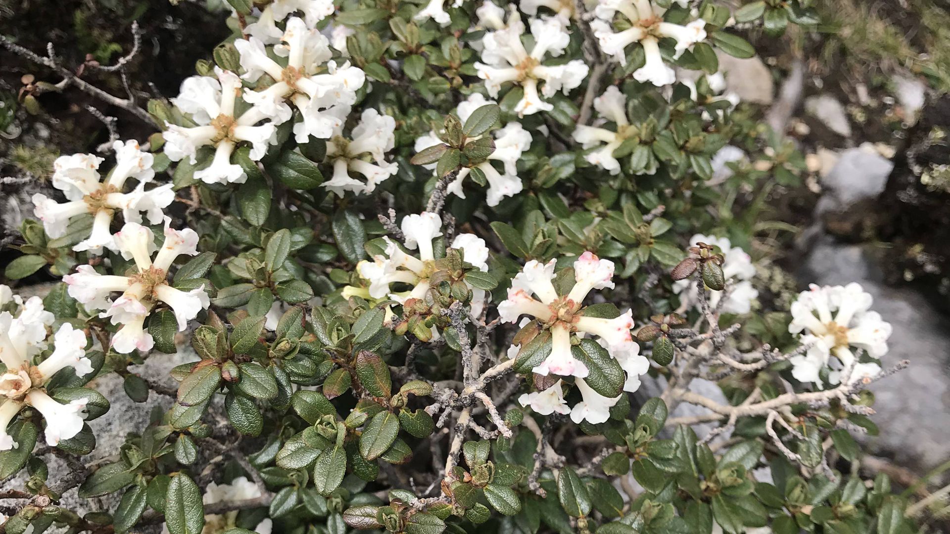 顽强的花朵