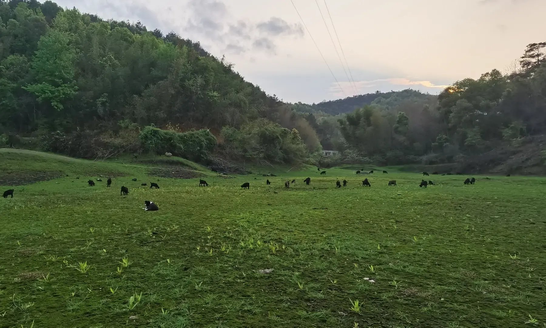 生态放养黑山羊