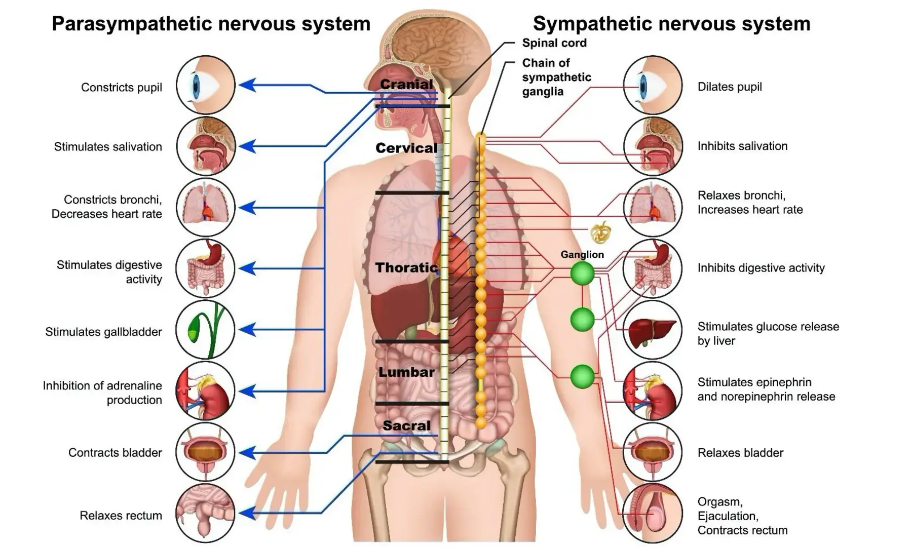 自主神经系统与非自主神经系统