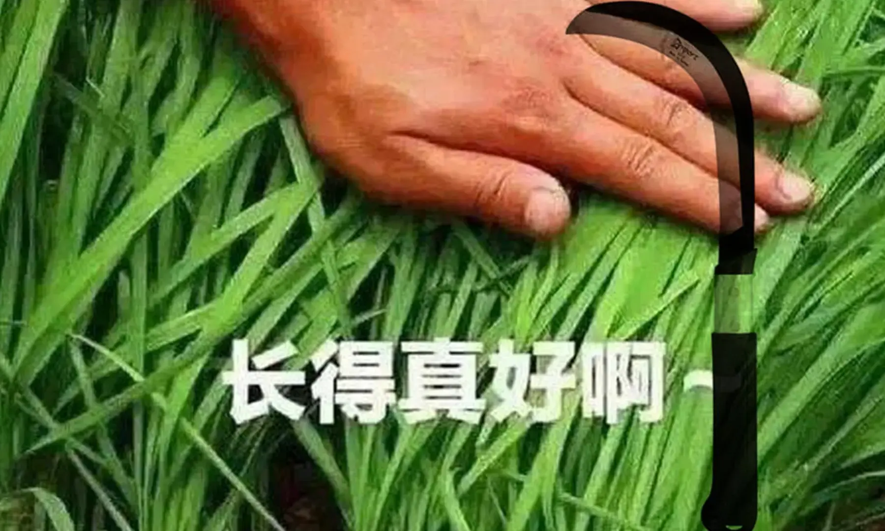 割韭菜金融常态