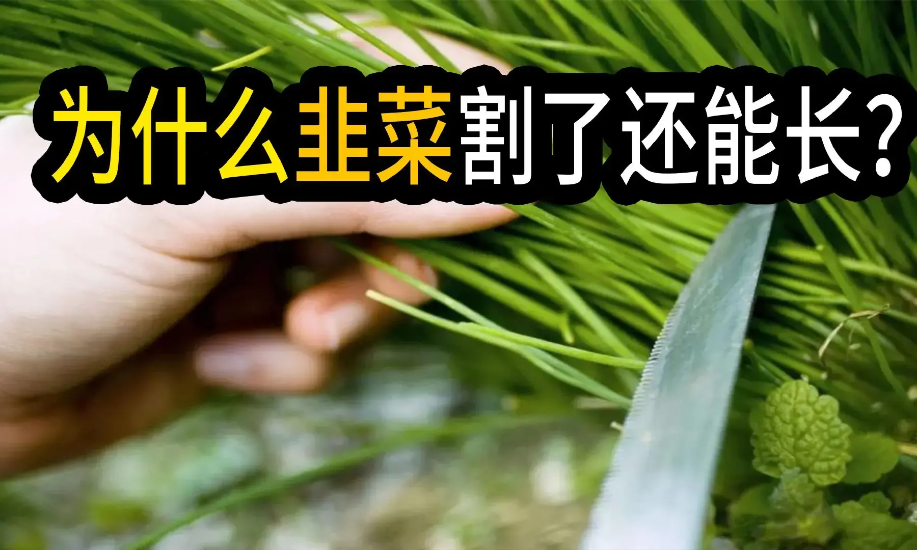韭菜割了还能长