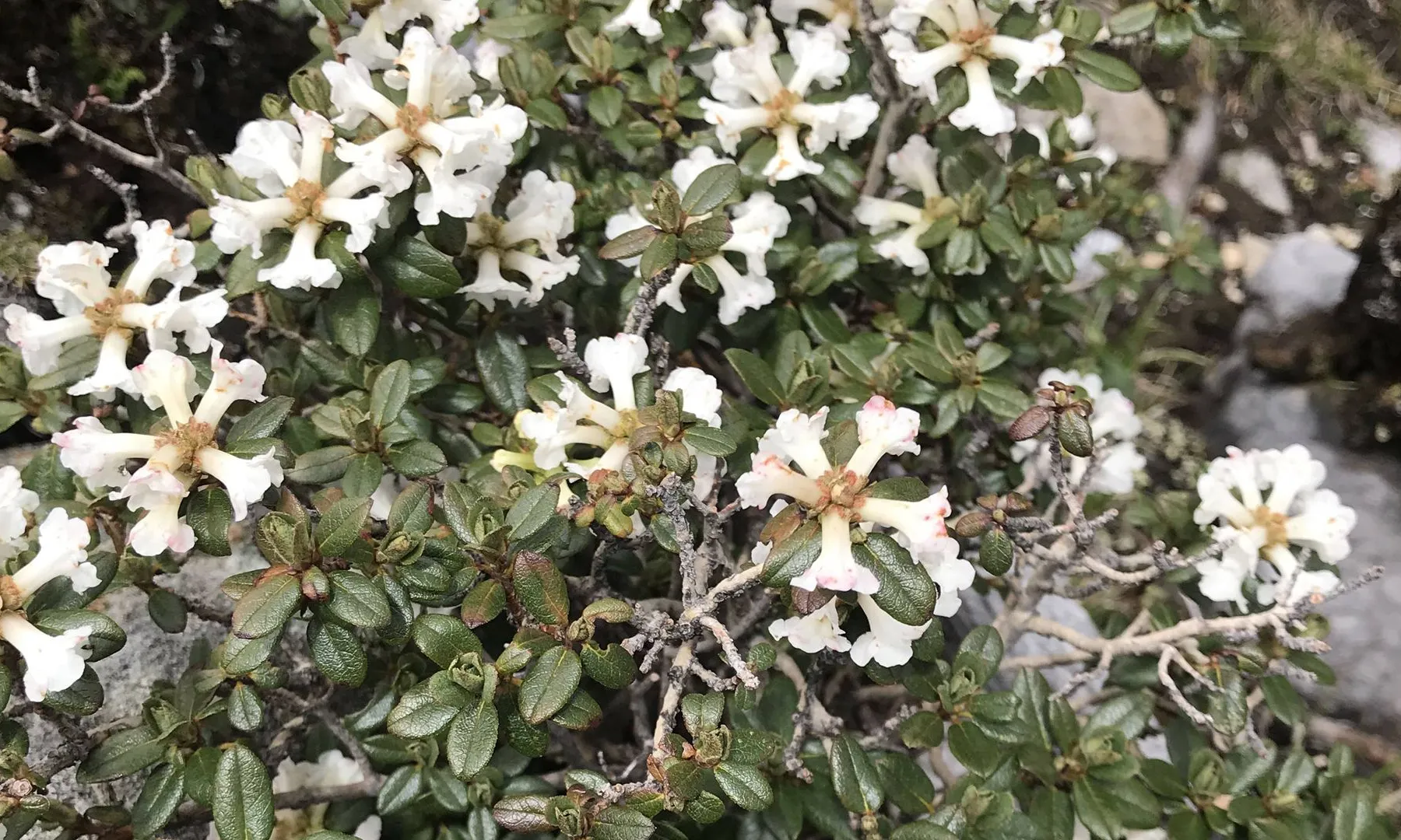 顽强的花朵