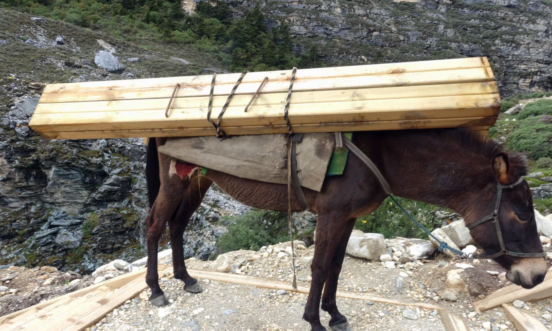 驮步道木料的骡子，累得站在路边休息