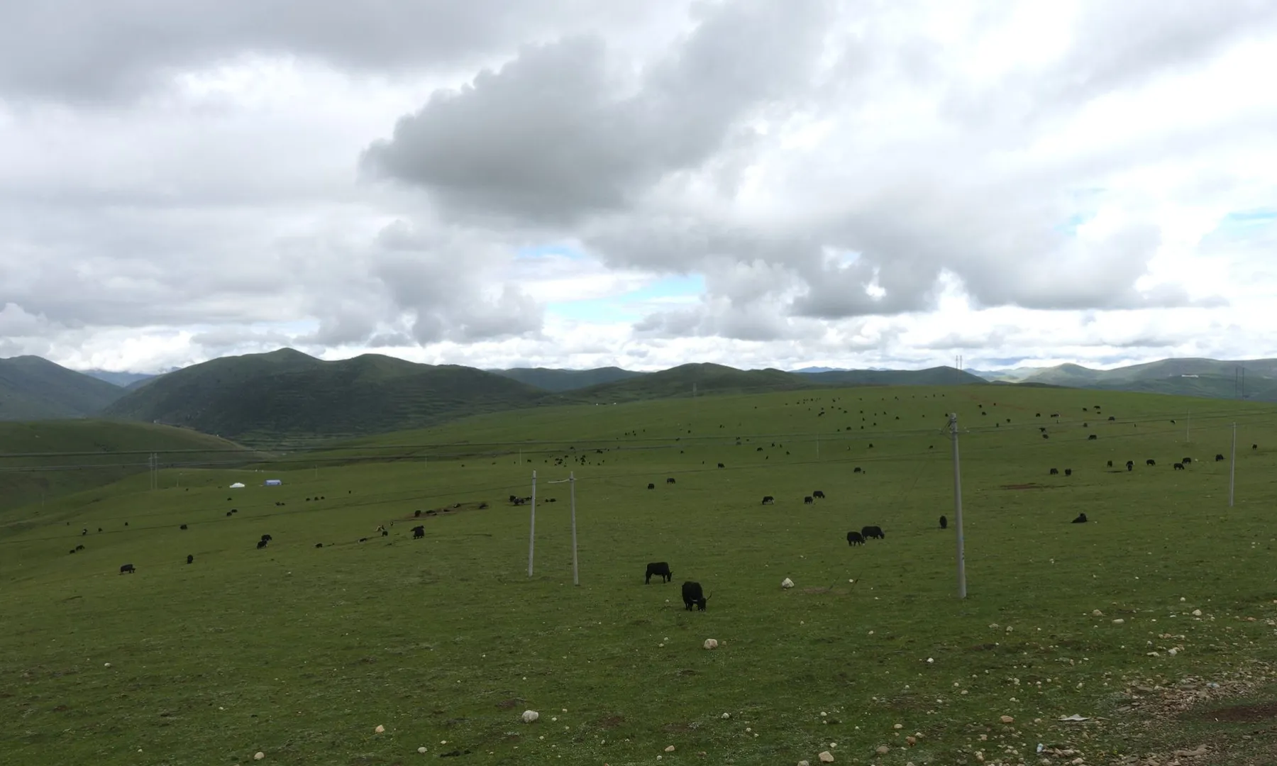 江巴草原漫山遍野的牦牛