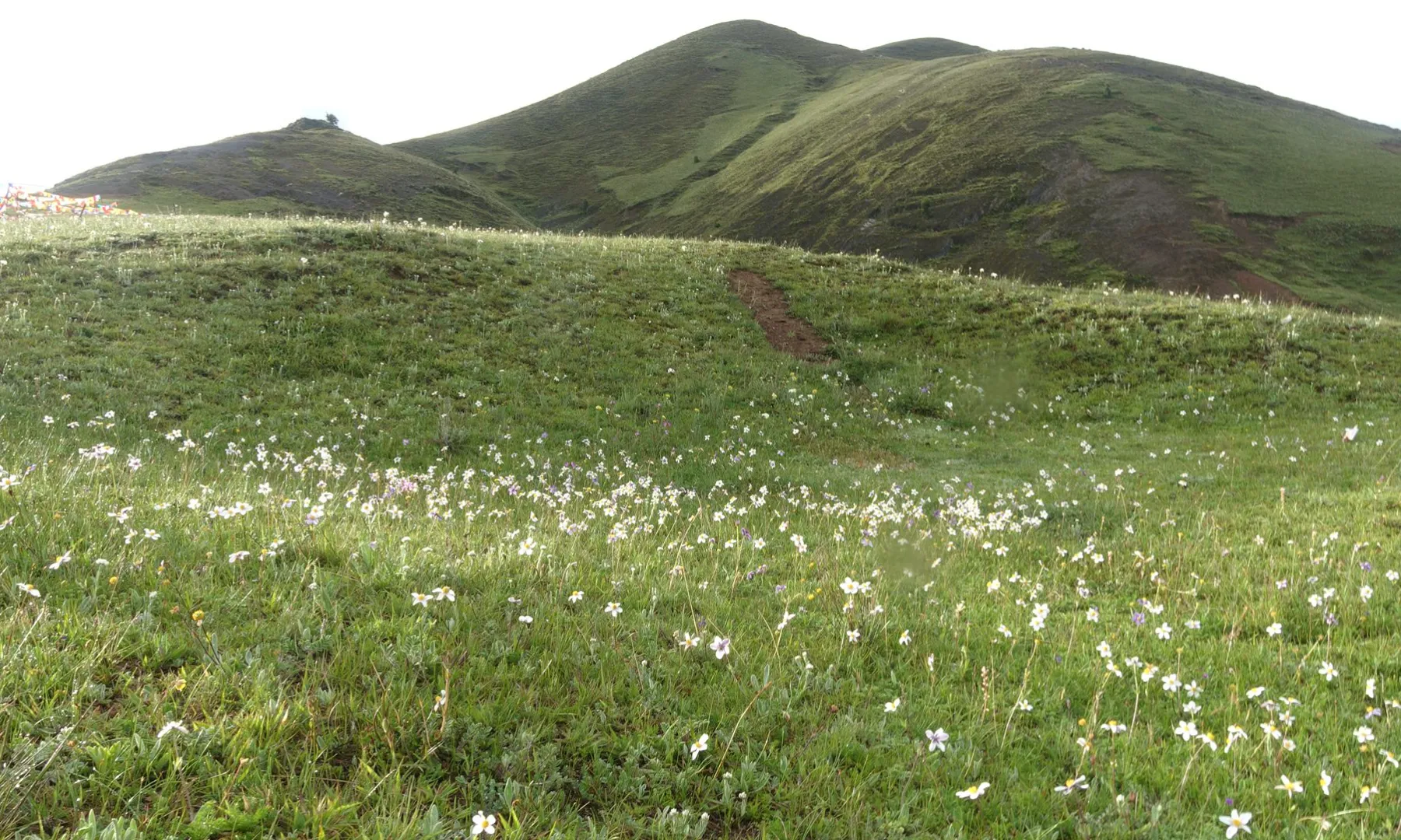 新都桥生如夏花
