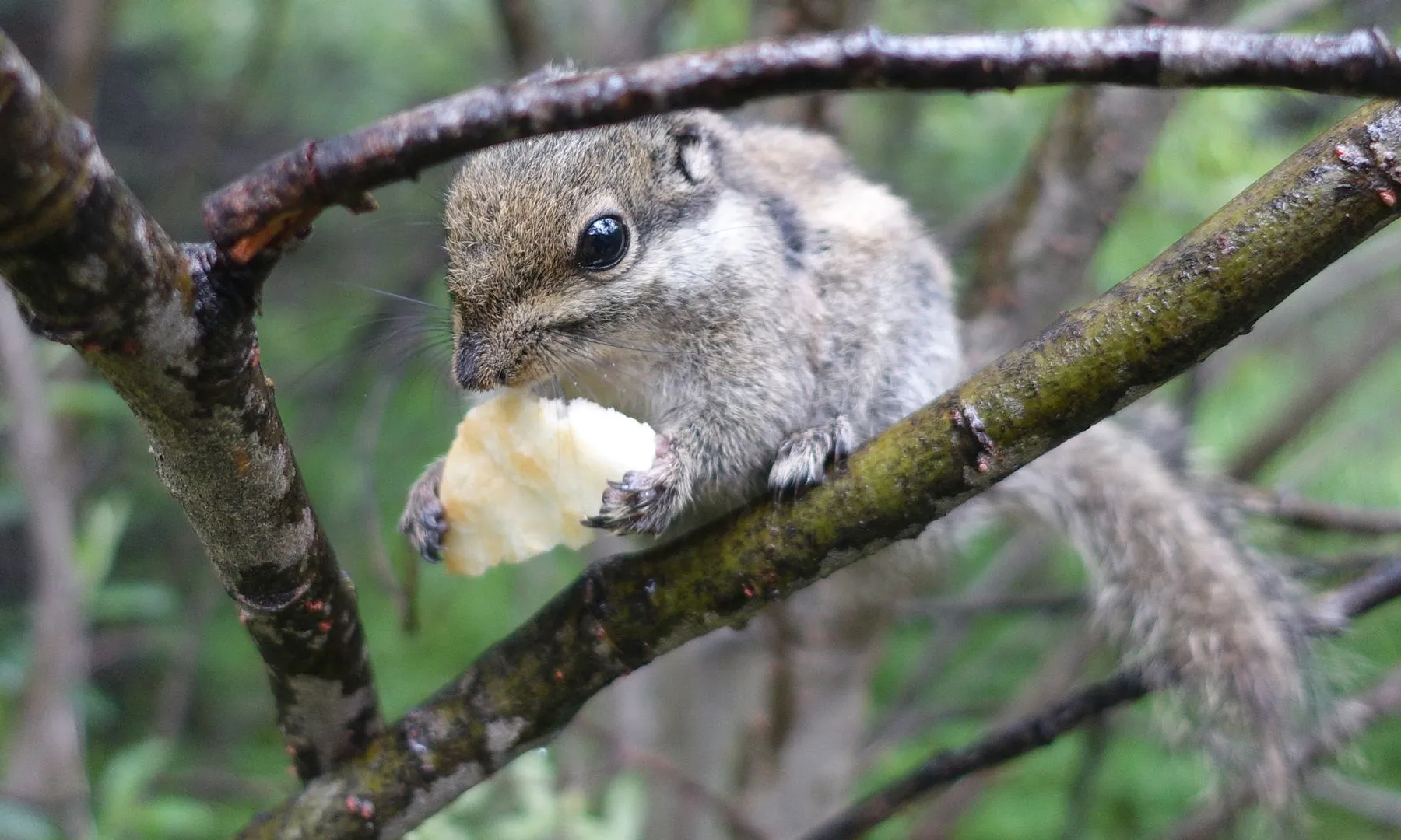 卓玛拉错的小松鼠