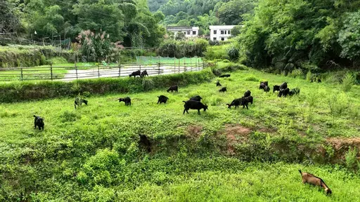 羊群在吃草