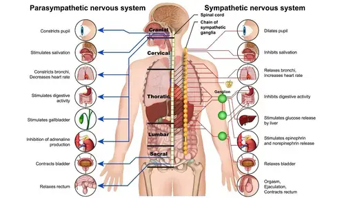 自主神经系统与非自主神经系统