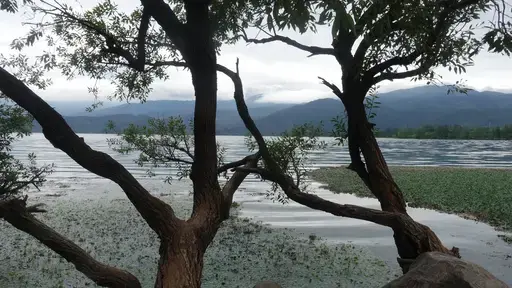 邛海边上的树-留学专家菊叔