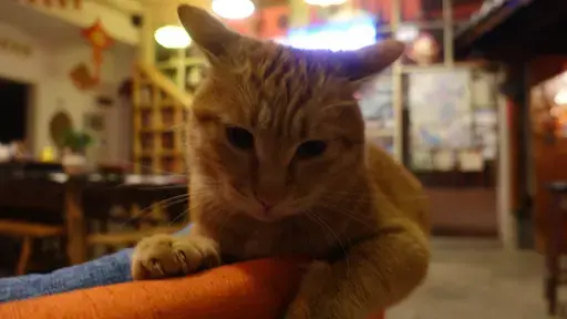可爱的猫猫-索玛花开青年旅社-留学专家菊叔