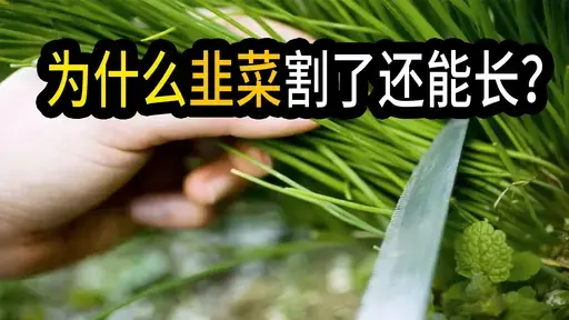 韭菜割了还能长