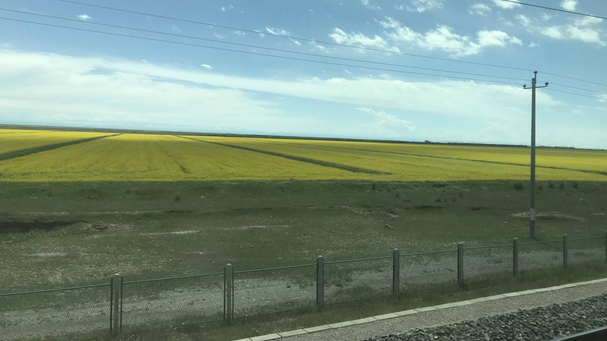 20180709_IMG_3981-高原上的油菜田