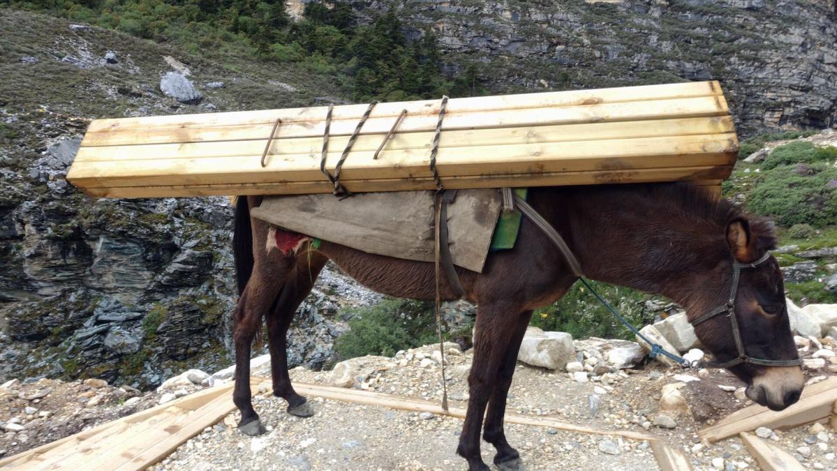 驮步道木料的骡子，累得站在路边休息