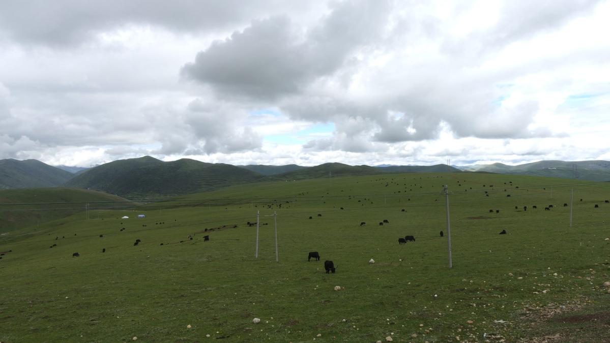 江巴草原漫山遍野的牦牛