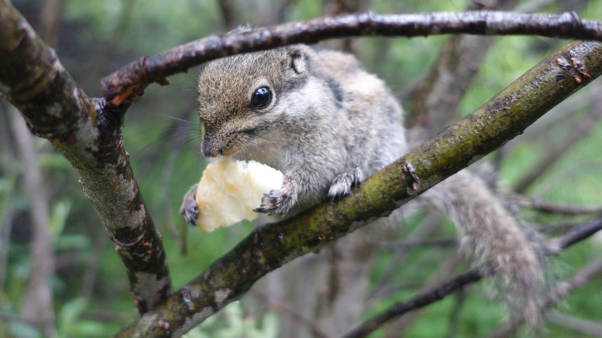 卓玛拉错的小松鼠