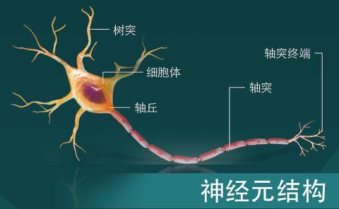 神经元结构