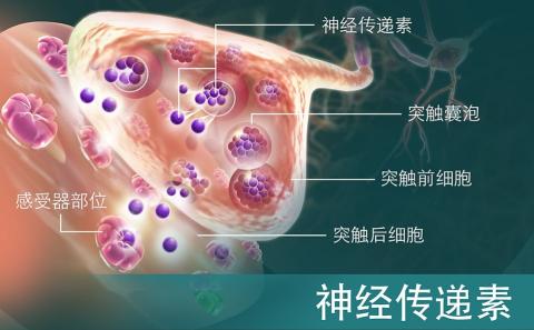 神经递质与神经突触
