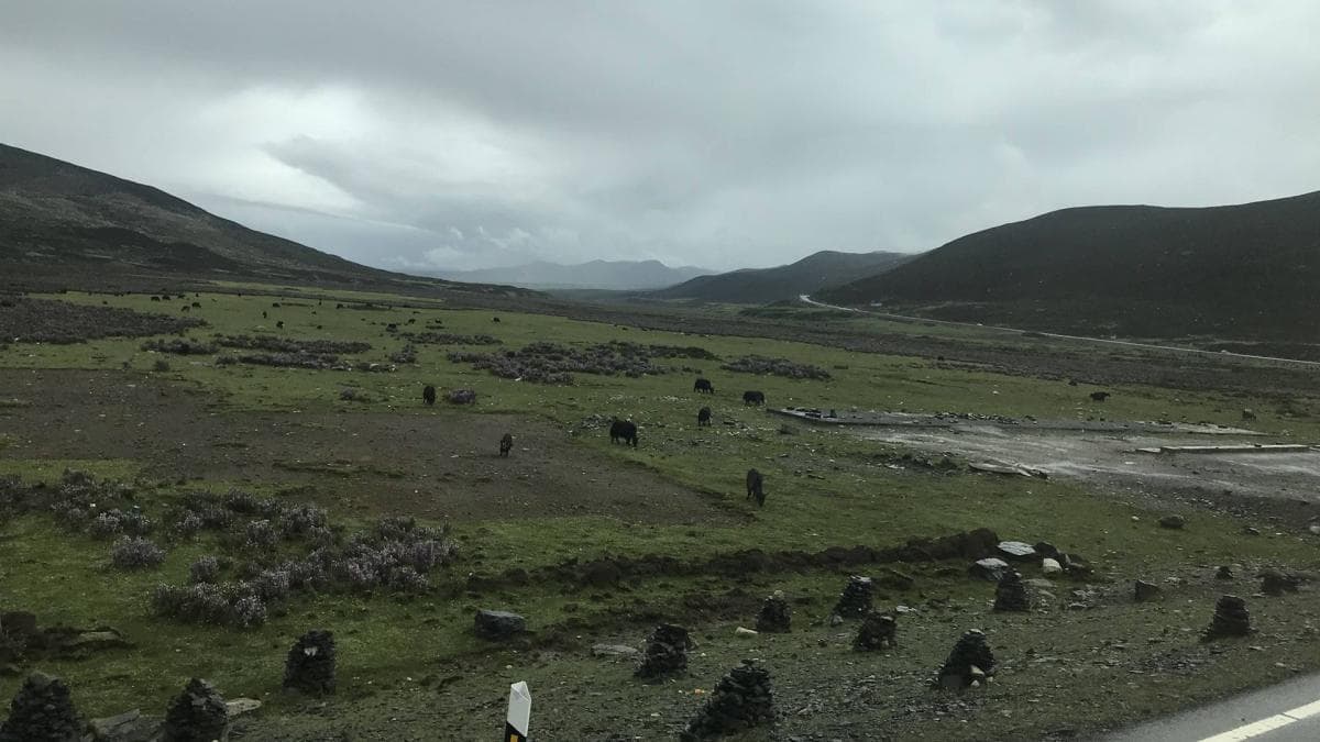 路边的石塔和牦牛