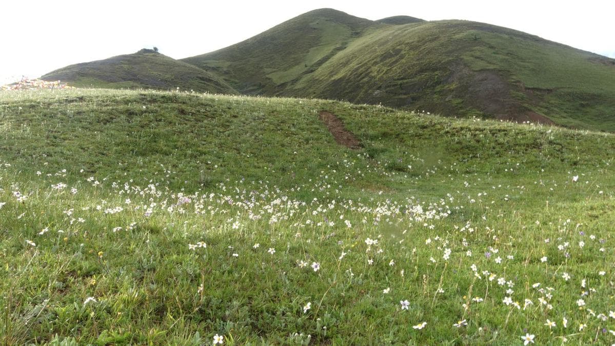 新都桥生如夏花