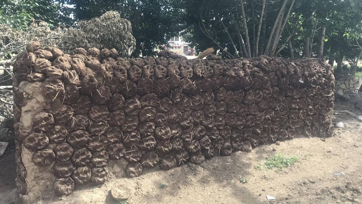 牛粪燃料与围墙