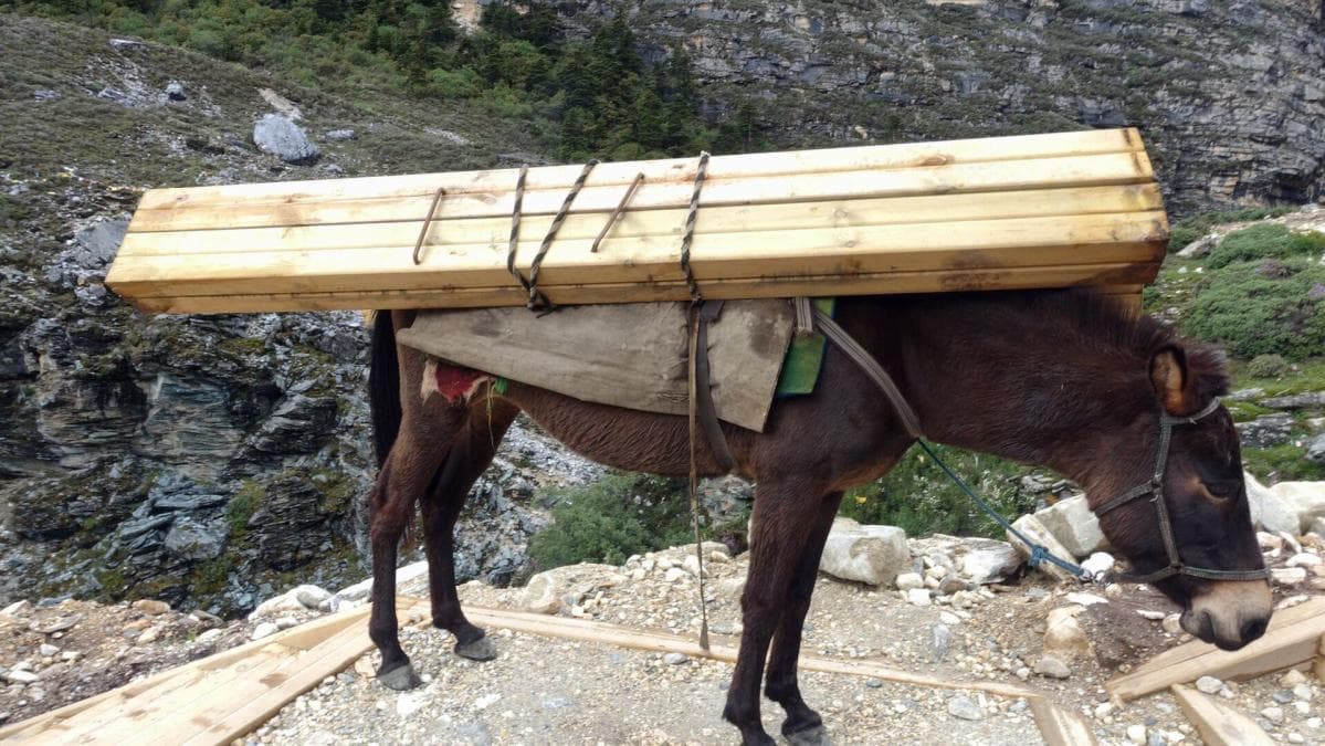 驮步道木料的骡子，累得站在路边休息