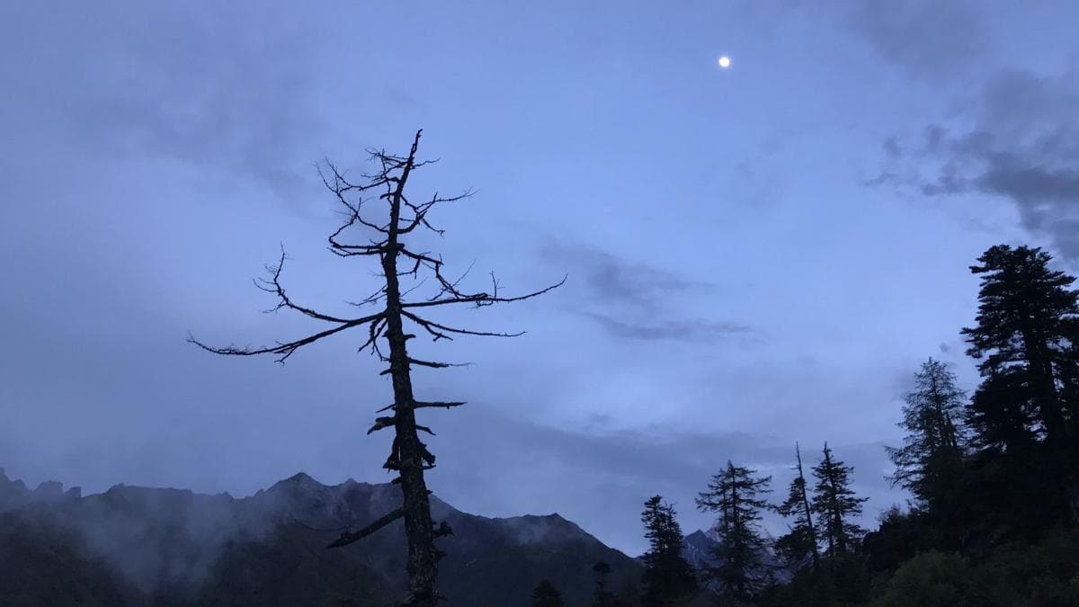 稻城亚丁枯树与月光